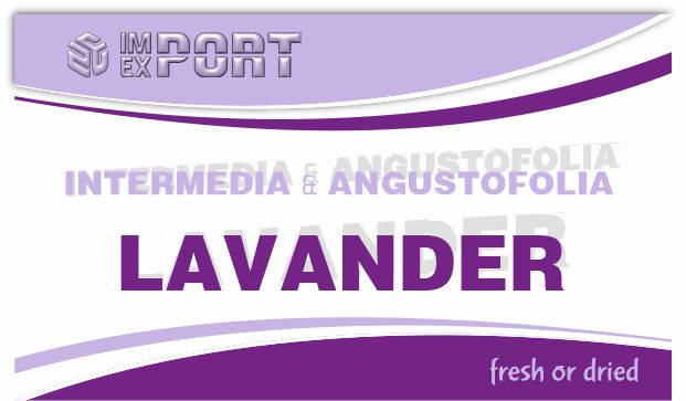 LAVANDER